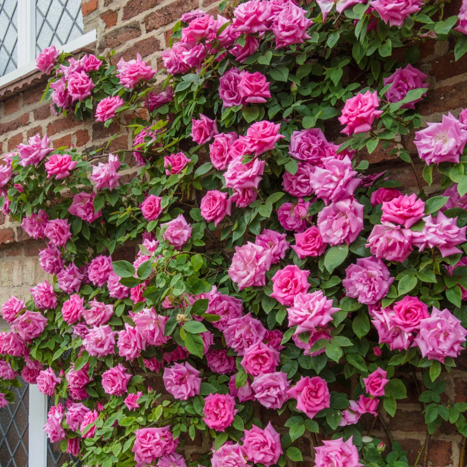 Climbing roses and shrub roses
