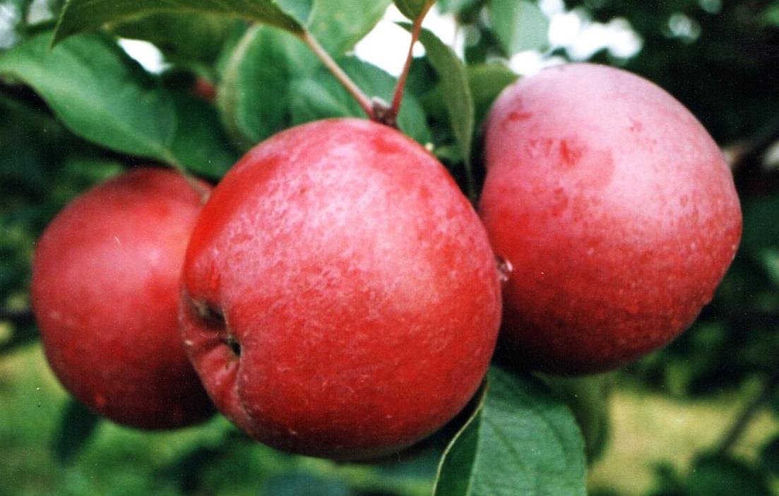 Apple and pear fruit trees