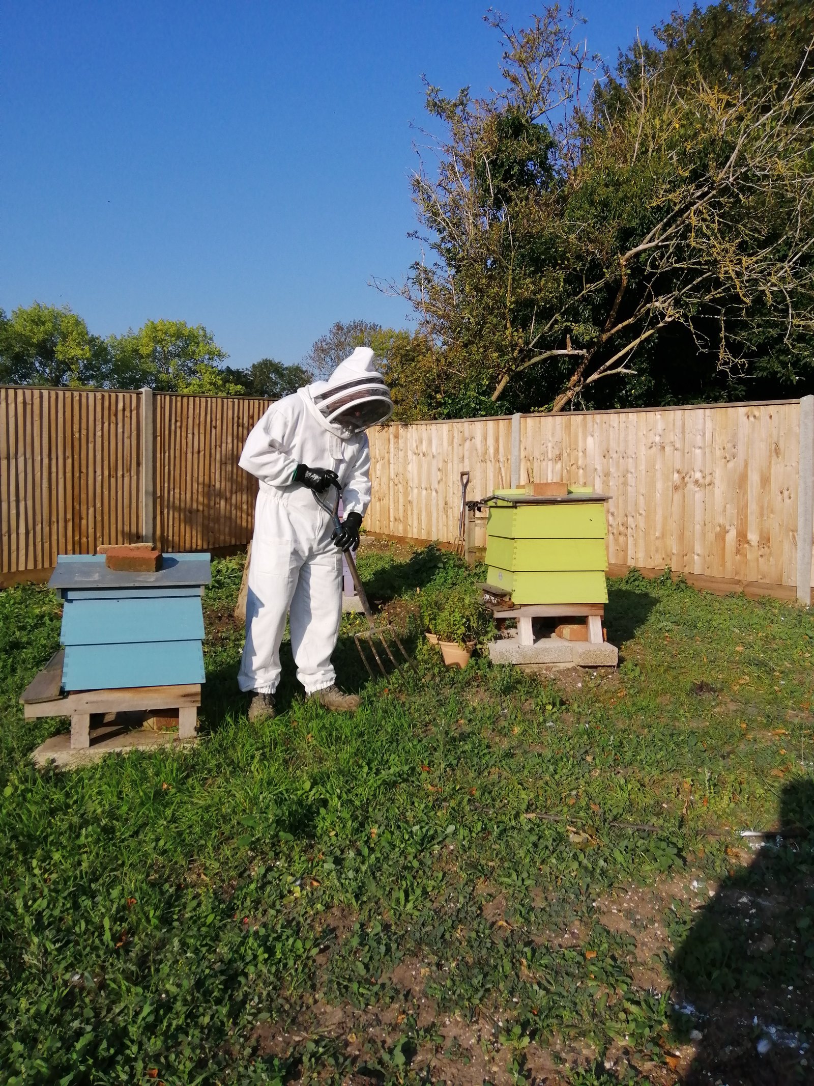 New turf being prepared and laid around active beehives