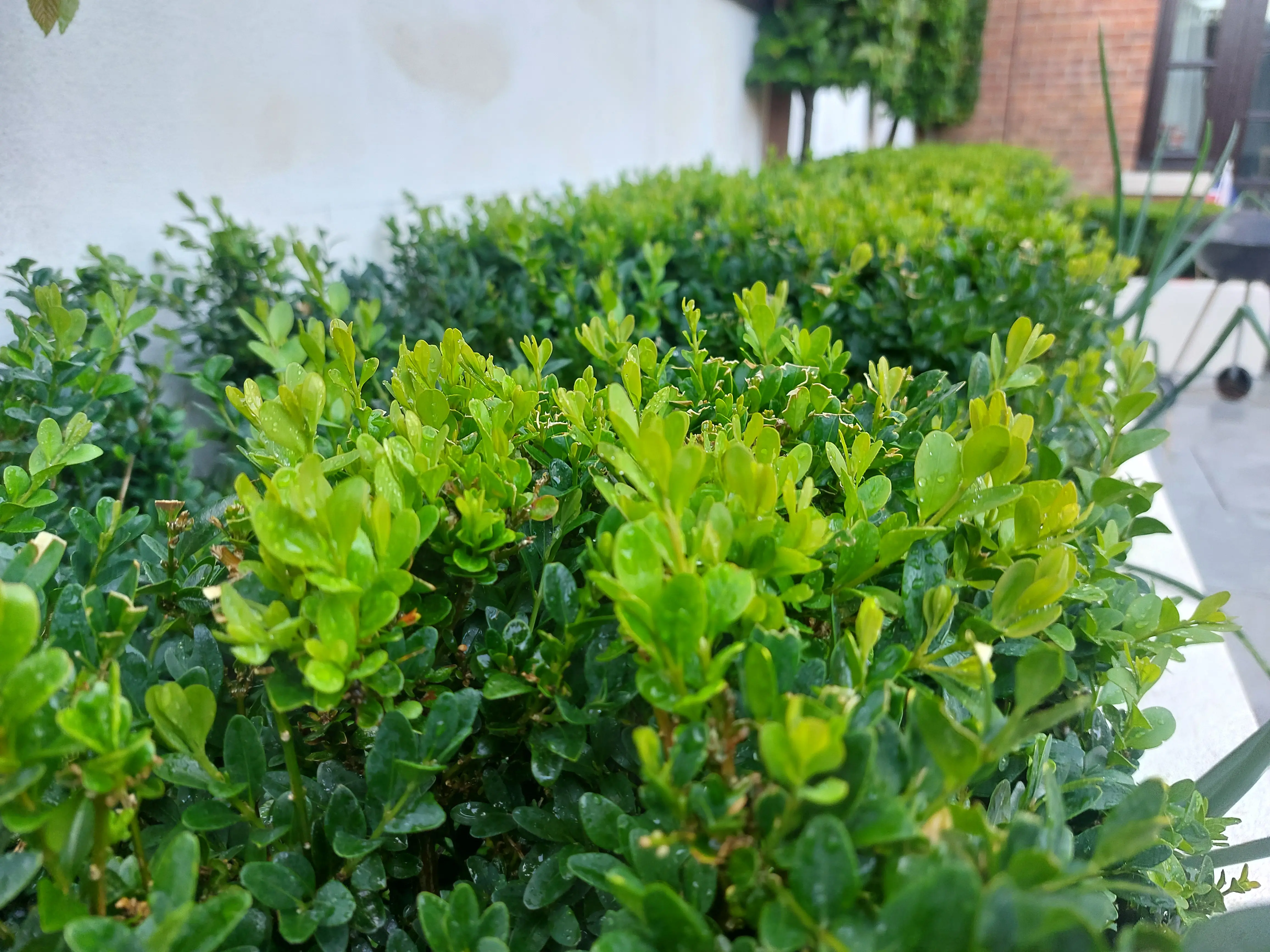 Before and after of a full garden transformation